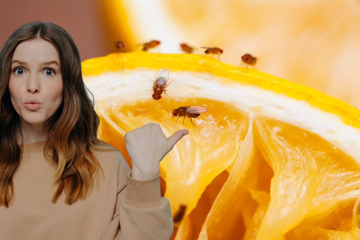 moscerini sulla frutta- donna indica