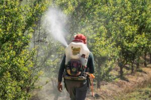 Un operaio agricolo che sparge dei pesticidi sulle piante