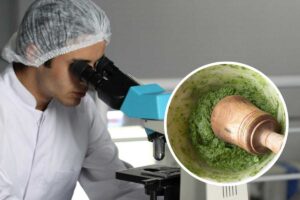 Un chimico al microscopio e, in evidenza, del pesto di basilico